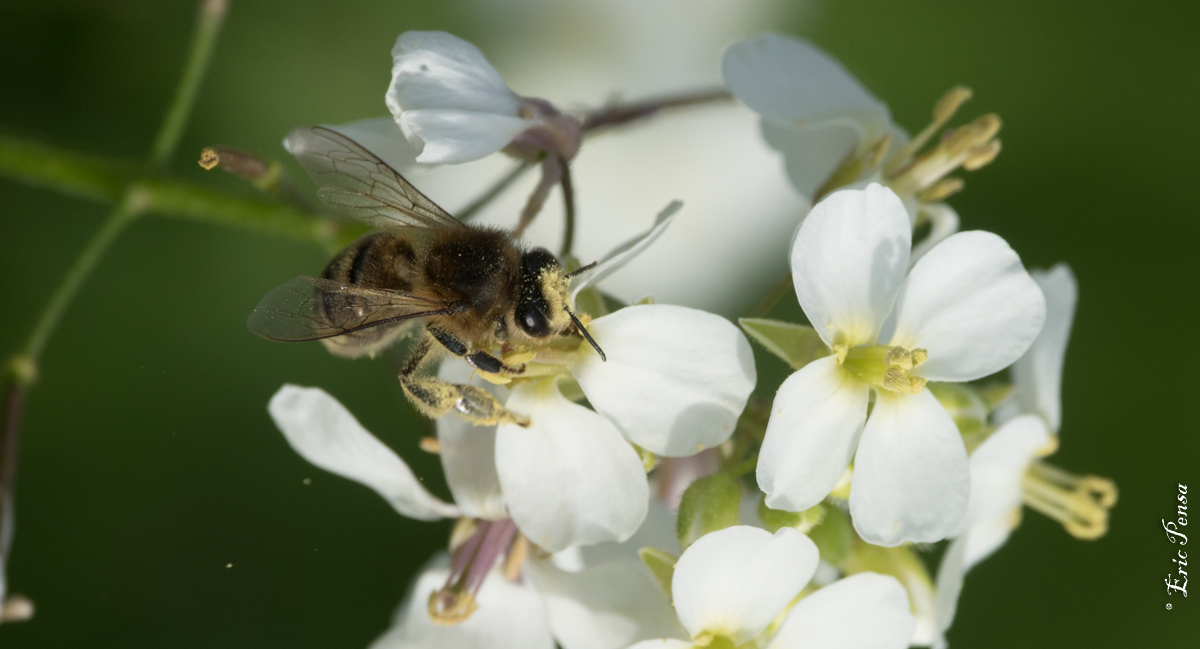 Photo 4 - Pollinisation de la Diplotaxe fausse Roquette par une abeille domestique