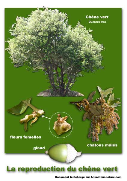 Reproduction du chêne vert