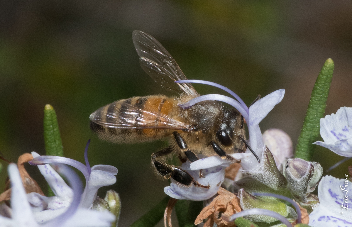 Photo 11 - Une abeille butinant le Romarin