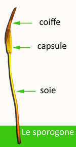 Structure du sporogone