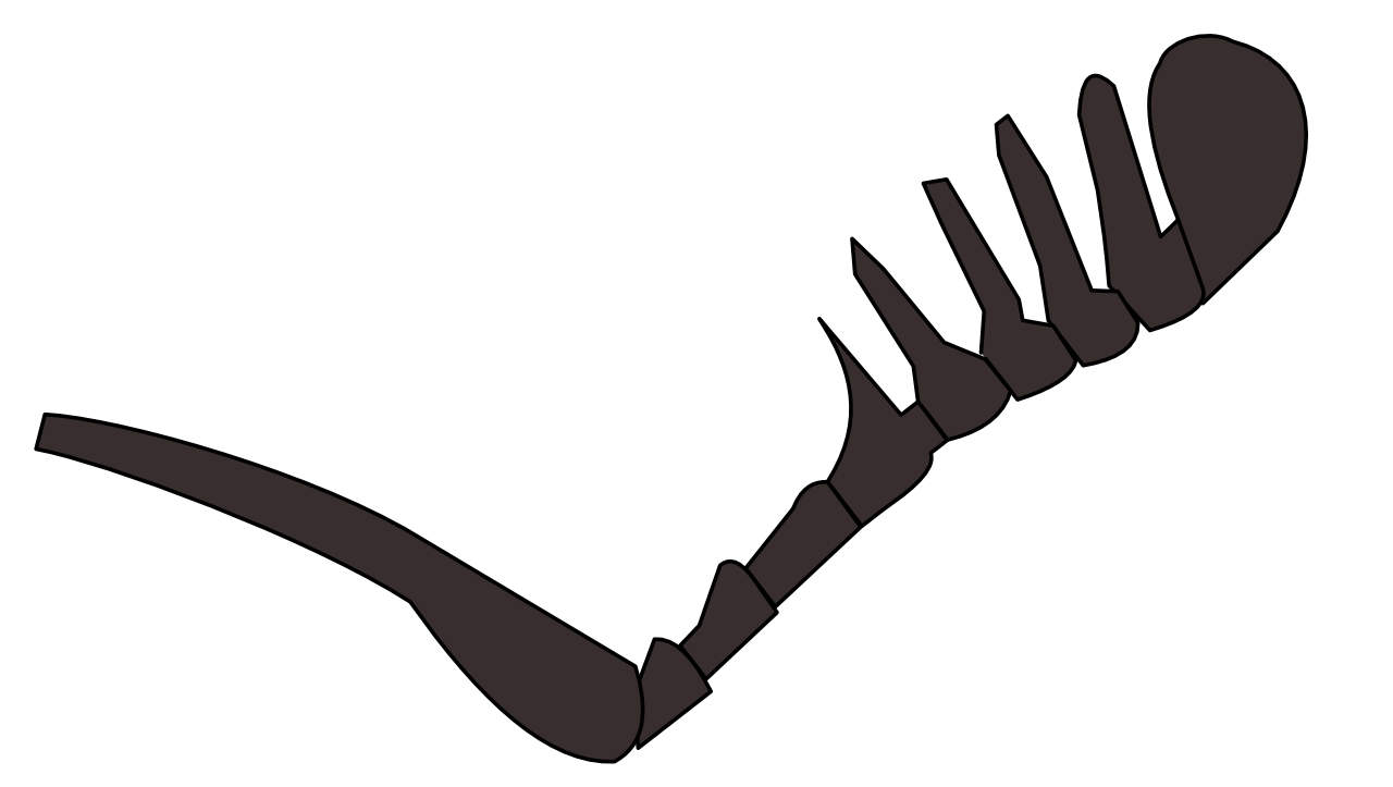 Antenne de Lucanidé