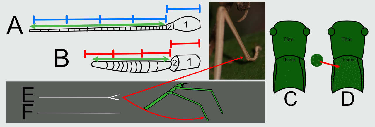 Quelques caractères déterminants chez les phasmes
