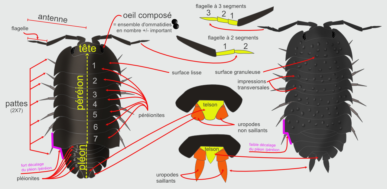 Schéma de la morphologie et des principaux caractères déterminants chez les cloportes