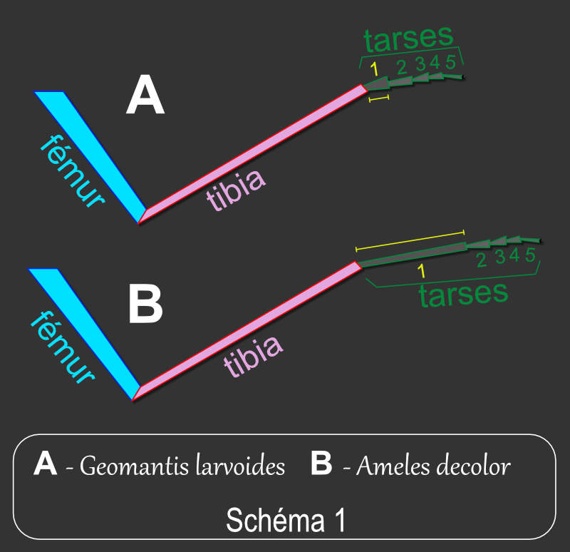 Longueurs des tarses chez Geomantis larvoides (1) et Ameles decolor (2)