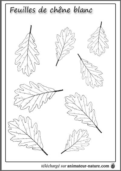 Outils pédagogiques à imprimer sur le thème des feuilles