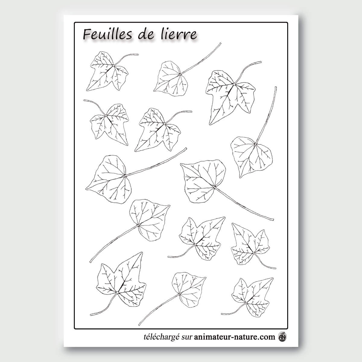 Feuilles De Lierre T l charger Feuilles De Lierre T l charger
